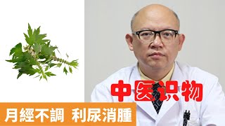 益母草的功效與作用【保健養生】生生不息