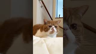 獲物を狙う顔がなんとも可愛い猫　#shorts , #エキゾチックショートヘア , #猫動画 , #猫のいる暮らし , #ねこ