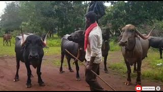 || सुंदर पंढरपुरी म्हशी || Beautiful Pandharpuri Buffaloes ||