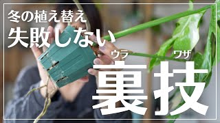 【緊急事態！】冬でも植え替えを成功させる裏技#観葉植物#植物