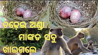 ଚଢ଼େଇ ଅଣ୍ଡା!! ମାଙ୍କଡ଼ ସବୁ ଖାଇଦେଲେ 😱😱 #familyvlog #cutebeby #monkey