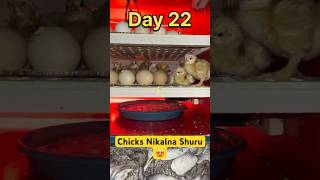 Hatch#2 Bht Sare Chicks Nikal Aae 😍#chicks #hatched #shorts #ytshorts #viralshorts #incubator #yt