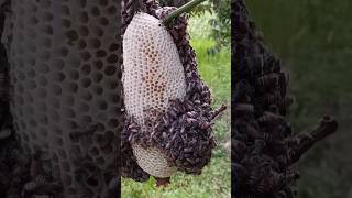 ମହୁ ଫେଣା କୁ ଘେରିକି ଅଛନ୍ତି 😎 new odia Honey bees videos #odia #viral #bee #honey #shorts