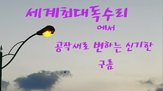 독수리에서 공작새로 변하는 신기한구름,지상최고 큰 독수리