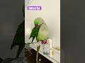 They have so many feathers #parrotvideos #alexandrineparrot #alexandrineparakeet #birds