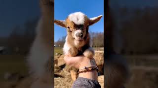 Goat Funny 😍 #shorts #goats #animals #viral