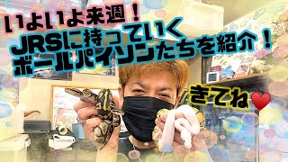 【ジャパンレプタイルズショー持参個体6】宇宙規模🚀番外編【ボールパイソン⚡️】