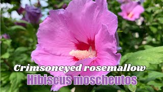 Crimsoneyed rosemallow | Hibiscus moscheutos