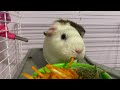 গিনিপিগ পালন পদ্ধতি a to z guinea pig palon breeding care diet