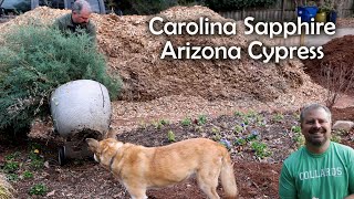 Transplanting an Arizona Cypress