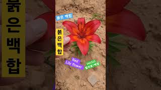 섹시한 붉은 백합#flower #spring #산책 #여행 #산책 #여행 #꽃 red lily flower 240525