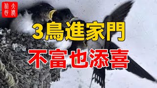 農村俗語“三鳥進家門，不富也添喜”，三鳥是指啥？妳家裏有嗎？#大佬你好啊