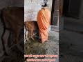 जय गौ माता जय गोपाल सनातनधर्म viral जयगोमाता