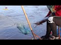 ปลาเข้าเยอะมาก ยกยอลำน้ำพองท่าเครื่อง เขื่อนอุบลรัตน์ catch fish using nets in phong river.