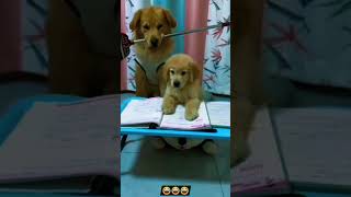 Tamil funny videos#shortsvideo #reels #funny #dog