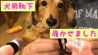 【犬用靴下】履かせてみました【ダックスには向かない？】