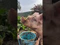 hungry pig eats from a bucket