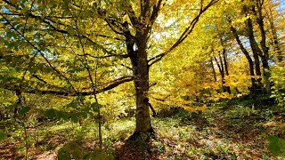 Birdsong in the Autumn Forest, leaf fall and Sounds of Autumn Nature