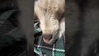 Cute Goat Baby😘😘😘😘 #shorts #babygoats #youtubeshorts #ytshorts