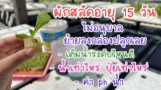 ย้ายต้นกล้าลงกล่องปลูก อายุ 15 วัน ไม่ต้องอนุบาล #lettuce #ปลูกผักไฮโดรโปนิกส์ #ผักสลัด #ปุ๋ยab