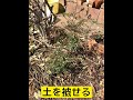 頂いたツツジの植付け　オオデマリを頂いた方からツツジも頂いた ^^