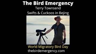 Terry Townsend - Birding in Beijing. Swifts and Cuckoo Projects in Beijing