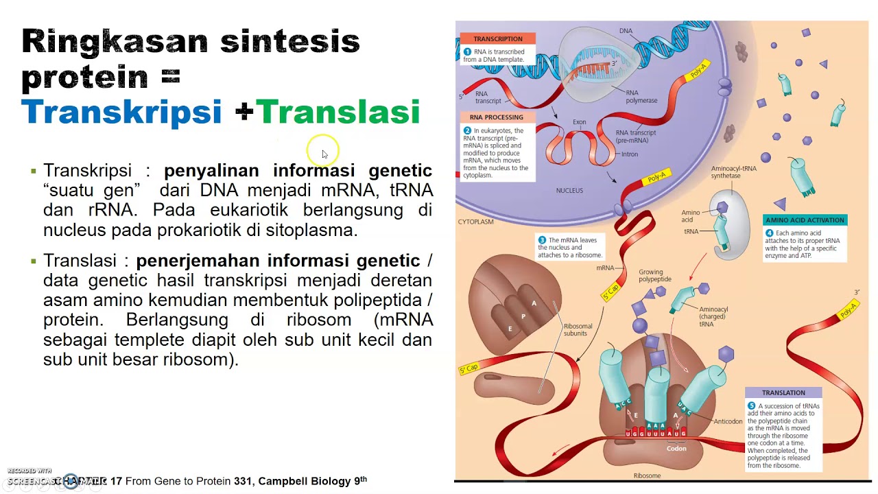 Ribosom Dan Sintesis Protein Part 1 - YouTube