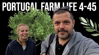 Traditional Olive Harvesting in Portugal 🚜🐕❤️🎄 PORTUGAL FARM LIFE S4-E45