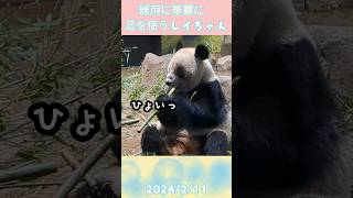 地味に可愛い♡レイちゃんの華麗な足技🐼✧⁠*⁠。2024/2/11 #shorts #双子パンダ #上野動物園