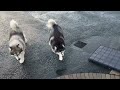 stubborn alaskan malamute talks back she always does this