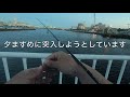 ある港の調査　アジングロッドでアジ以外の魚を釣る