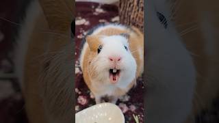 Cutest Guinea pigs noises