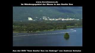 Im Mündungsgebiet der Rhone am Genfer See in der Schweiz