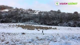 A juhok legeltetése, takarmányozása | Vidám Szüret