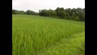 Enjoy Green Nature - Green Paddy Land - Green Village