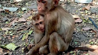 These two orphaned monkeys pitiful because their mother abandoned them at an early age