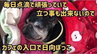 【パグカフェ・pugcafe】パグカフェ、レジェンドくぅボス頑張ってます。