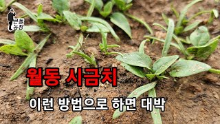 월동 시금치 이렇게 해주면 대박