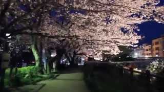 鳥取市袋川　２０１４　夜桜満開