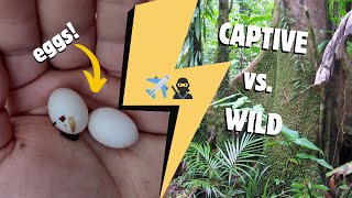 Wild Caught vs. Captive Bred - an Ethical Debate - Community Terrarium Project