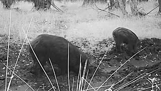 WILD BOARS hide in the mud in the summer from the heat and insects