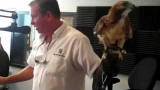 The Tony Gates Show - The Falconer