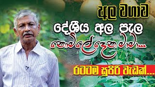 දේශිය අල වර්ග නොමිලේ රටටම බෙදන සුන්දර මිනිසා