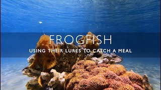 Frogfish using their lures to catch a meal