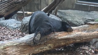 短い足で丸太をまたぐしぐさが可愛いツキノワクマ🐻 　2024年11月8日　上野動物園