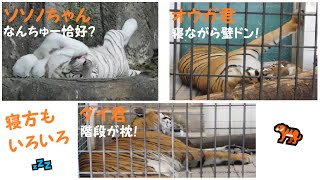 【ホワイトタイガー・ベンガルトラ】寝方もイロイロ♪　2021/8/5　とべ動物園