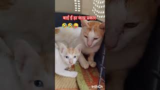 बाई इ हा काय प्रकार 🤣😺😜 #cat #funny #biggbossmarathi