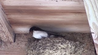 ツバメ 古巣を修復 Barn Swallows