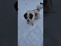 when you have a saint bernard and. bloodhound during a blizzard missouri 4 36 pm 01 05 2024