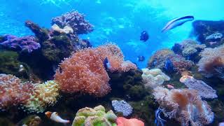 Coral Island Tour | Pattaya | Thailand | பவள தீவு சுற்றுப்பயணம் |  பட்டாயா |  தாய்லாந்து